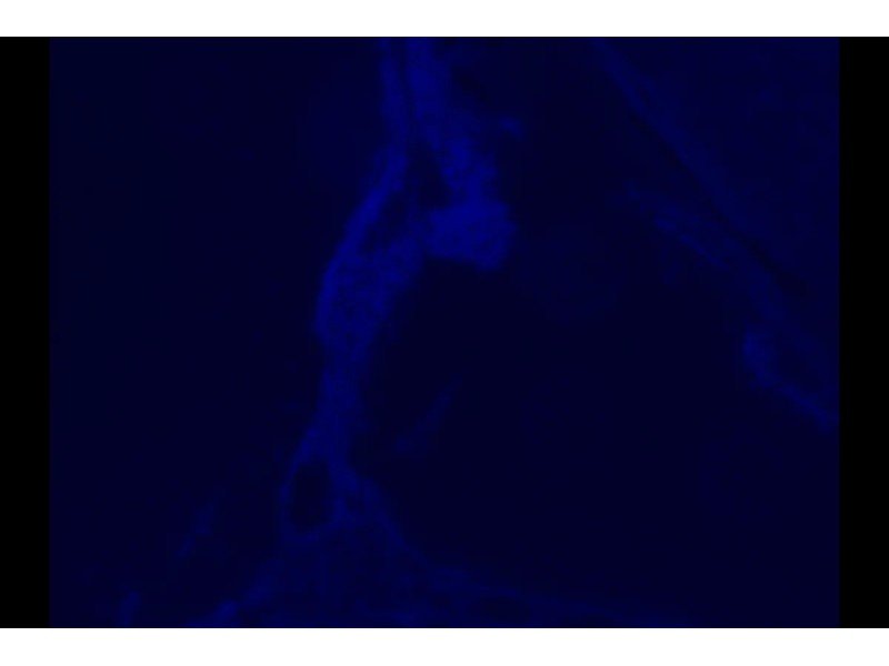 Zeiss Observer D1 Inverted Fluorescence Microscope (New Filters) Zeiss Observer D1 Inverted Fluorescence Microscope (New Filters)