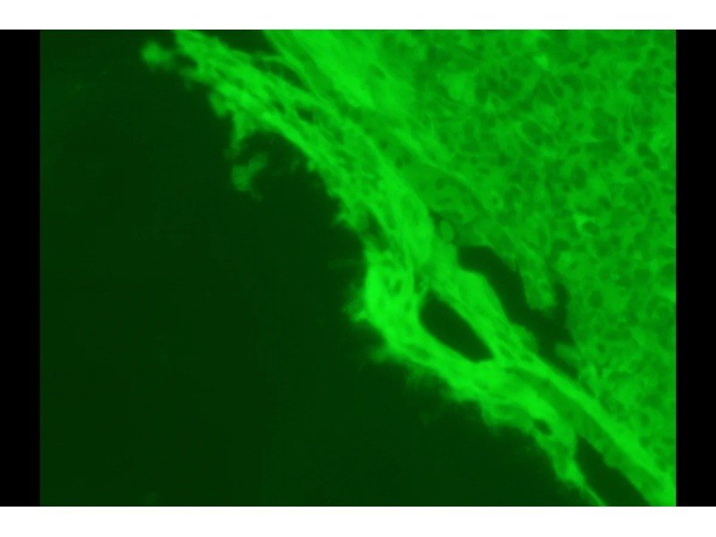 Zeiss Observer D1 Inverted Fluorescence Microscope (New Filters) Zeiss Observer D1 Inverted Fluorescence Microscope (New Filters)