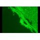 Zeiss Observer D1 Inverted Fluorescence Microscope (New Filters) Zeiss Observer D1 Inverted Fluorescence Microscope (New Filters)