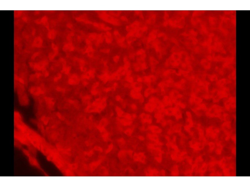 Zeiss Observer D1 Inverted Fluorescence Microscope (New Filters) Zeiss Observer D1 Inverted Fluorescence Microscope (New Filters)