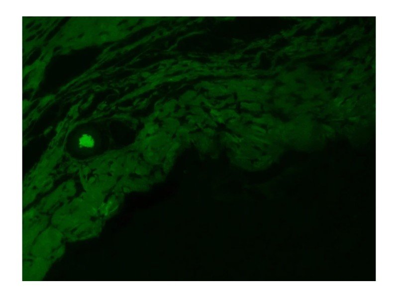 Zeiss Observer D1 Inverted LED Fluorescence Microscope (New Filters)