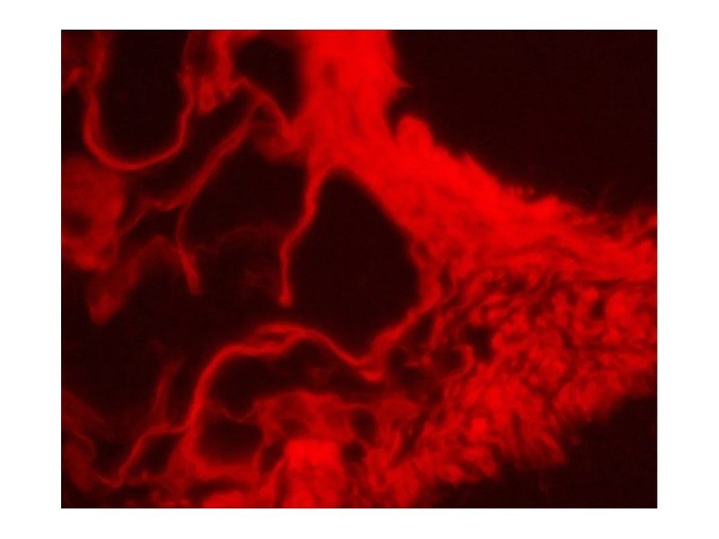 Zeiss AXIO Observer Z1 Inverted LED Fluorescence Motorized XY Definite Focus Microscope (New Filters)