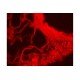 Zeiss AXIO Observer Z1 Inverted LED Fluorescence Motorized XY Definite Focus Microscope (New Filters)