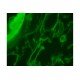 Zeiss AXIO Observer Z1 Inverted LED Fluorescence Motorized XY Definite Focus Microscope (New Filters)