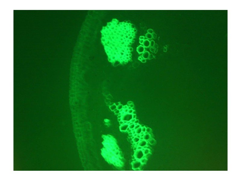 Zeiss AXIO Observer Z1 Inverted Fluorescence Motorized Microscope (New Filters)