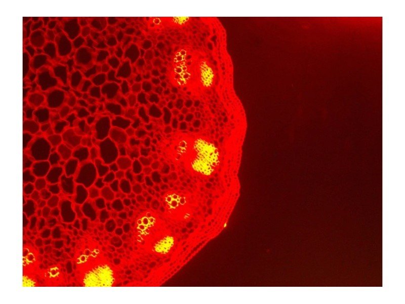 Zeiss AXIO Observer Z1 Inverted Fluorescence Motorized XY Microscope Zeiss AXIO Observer Z1 Inverted Fluorescence Motorized XY Microscope