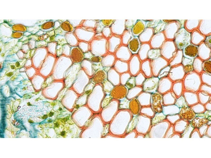 Zeiss Axio Imager 2 .M2 Fluorescence Microscope (New Filters)