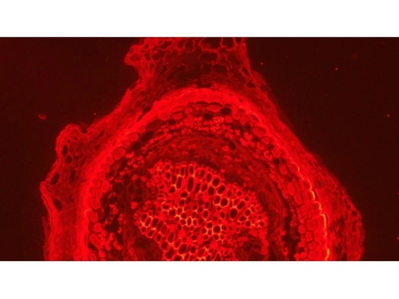 Zeiss Axio Imager 2 .M2 Fluorescence Microscope (New Filters)
