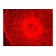 Nikon Eclipse TE2000-U Inverted Fluorescence Microscope