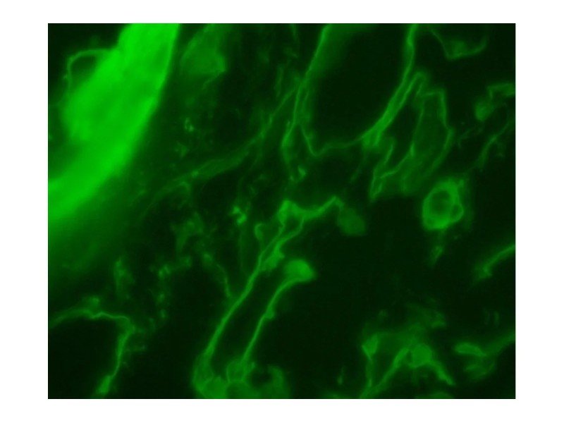 Nikon Eclipse TE2000-U Inverted Fluorescence Phase Contrast Microscope