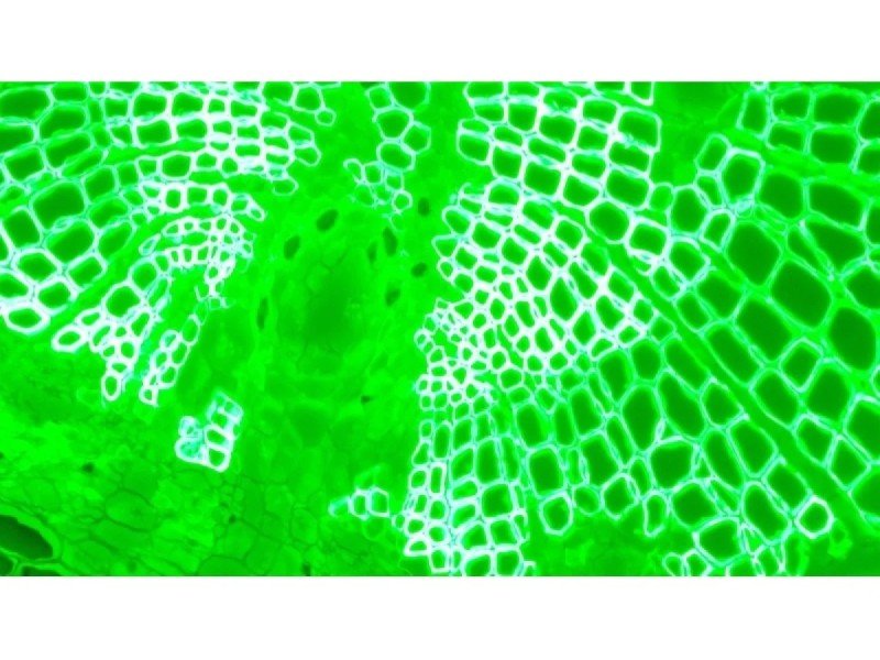 Nikon Ti2-U Inverted Fluorescence Microscope