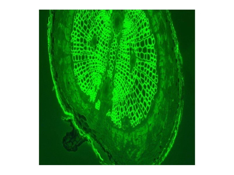Nikon Ti2-U Inverted Fluorescence Microscope