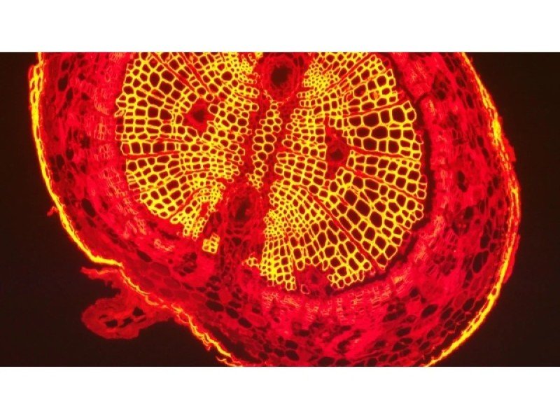 Nikon Ti2-U Inverted Fluorescence Microscope