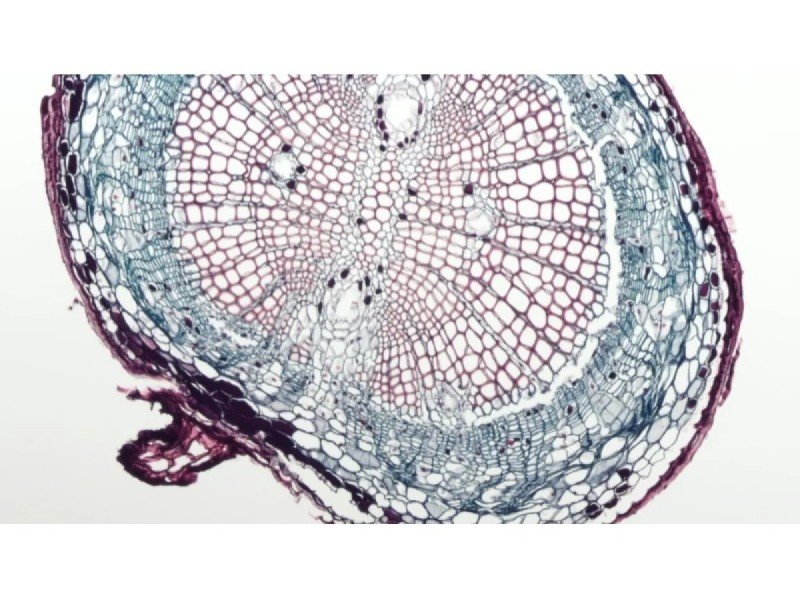 Nikon Ti2-U Inverted Fluorescence Microscope