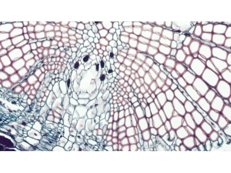 Nikon Ti2-U Inverted Fluorescence Microscope