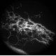 Andor Zyla 5.5 sCMOS Monochrome Microscope Camera