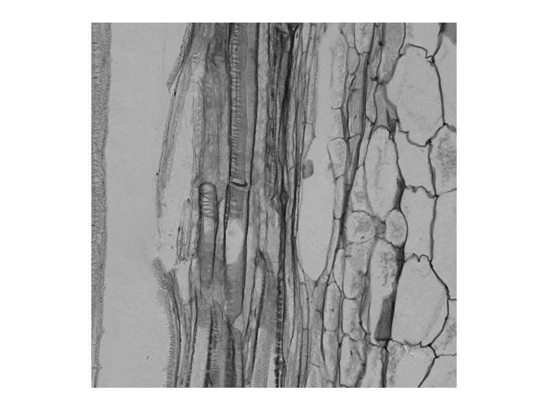 Hamamatsu ORCA-flash 4.0 V3 C13440 Monochrome sCMOS Microscope Camera