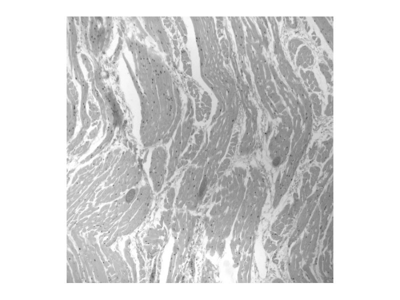 Andor Zyla 4.2 PLUS sCMOS Microscope Camera Andor Zyla 4.2 PLUS sCMOS Microscope Camera
