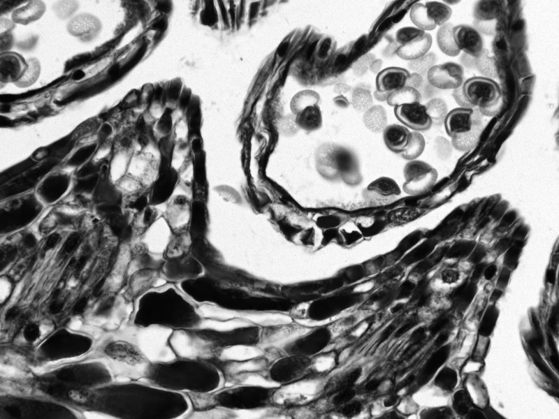 Thermo CellInsight CX7 LZR High Content Confocal Analysis Platform w/ Orbitor RS2 Microplate Mover Pred Pro