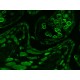 Thermo CellInsight CX7 LZR High Content Confocal Analysis Platform w/ Orbitor RS2 Microplate Mover Pred Pro
