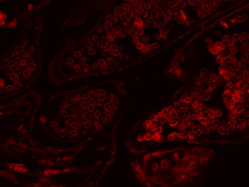 Thermo CellInsight CX7 LZR High Content Confocal Analysis Platform w/ Orbitor RS2 Microplate Mover Pred Pro