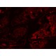 Thermo CellInsight CX7 LZR High Content Confocal Analysis Platform w/ Orbitor RS2 Microplate Mover Pred Pro