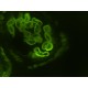 Thermo CellInsight CX7 LZR High Content Confocal Analysis Platform w/ Orbitor RS2 Microplate Mover Pred Pro