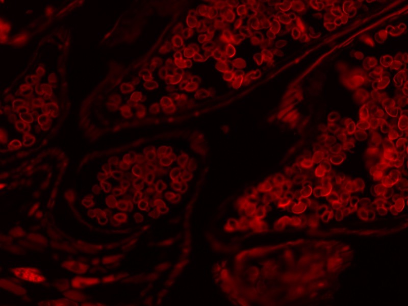 Thermo CellInsight CX7 LZR High Content Confocal Analysis Platform w/ Orbitor RS2 Microplate Mover Pred Pro