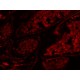 Thermo CellInsight CX7 LZR High Content Confocal Analysis Platform w/ Orbitor RS2 Microplate Mover Pred Pro