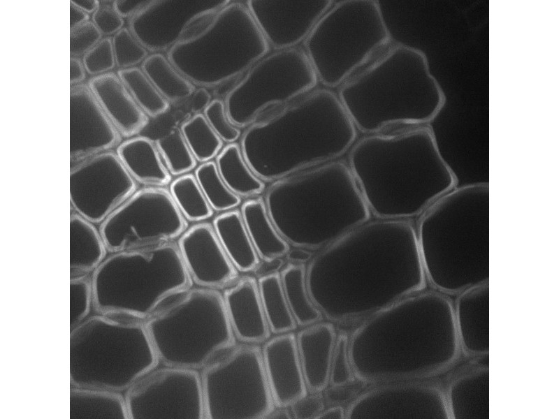 Thermo CellInsight CX7 LZR Confocal High Content Analysis Platform