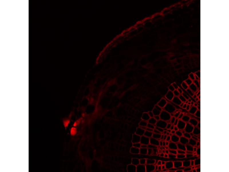 Thermo CellInsight CX7 LZR Confocal High Content Analysis Platform