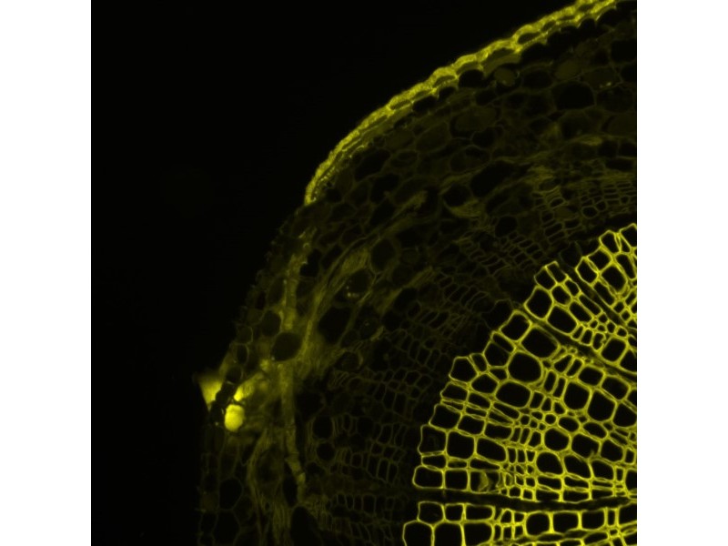 Thermo CellInsight CX7 LZR Confocal High Content Analysis Platform