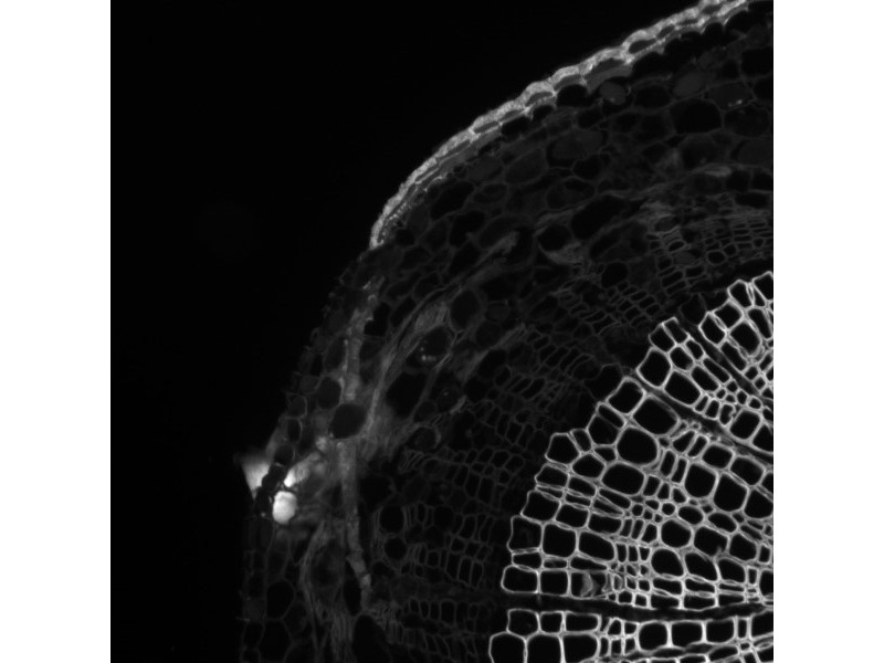 Thermo CellInsight CX7 LZR Confocal High Content Analysis Platform