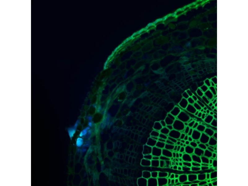 Thermo CellInsight CX7 LZR Confocal High Content Analysis Platform
