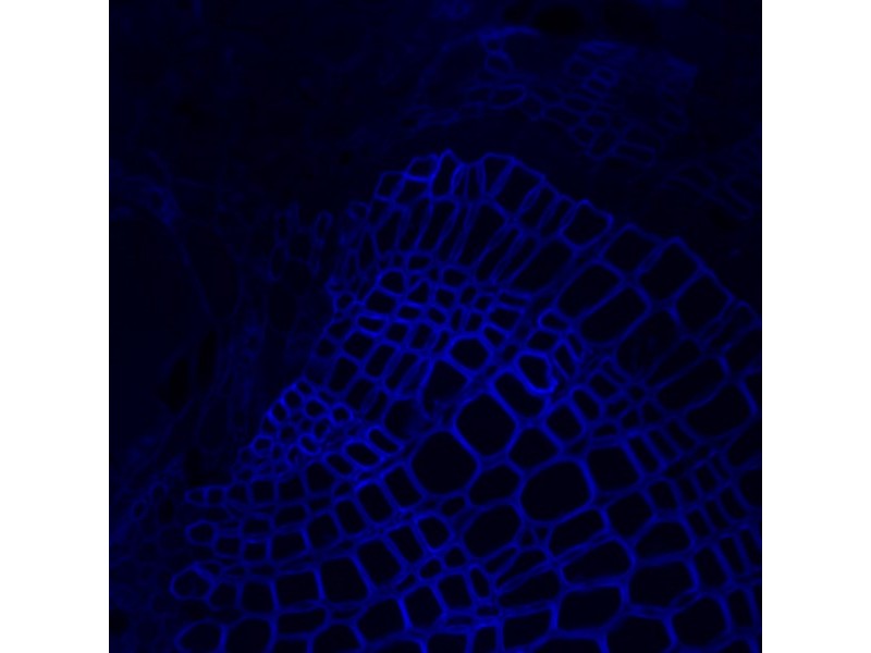 Thermo CellInsight CX7 LZR Confocal High Content Analysis Platform