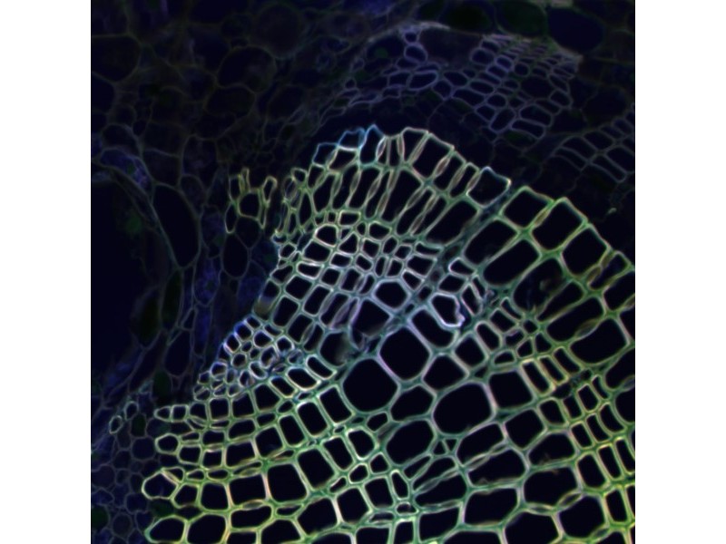 Thermo CellInsight CX7 LZR Confocal High Content Analysis Platform