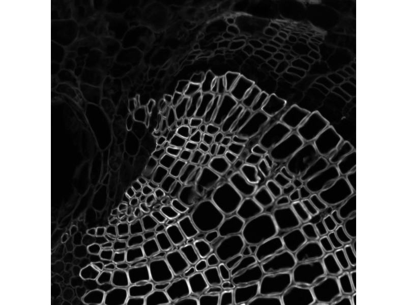 Thermo CellInsight CX7 LZR Confocal High Content Analysis Platform