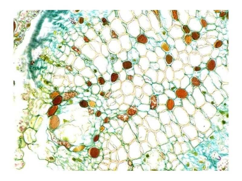 Thermo Invitrogen EVOS M5000 Phase Contrast Fluorescence Microscope Imaging System Thermo Invitrogen EVOS M5000 Phase Contrast Fluorescence Microscope Imaging System