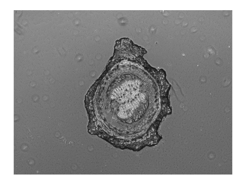 Thermo Invitrogen EVOS M5000 Phase Contrast Fluorescence Microscope Imaging System Thermo Invitrogen EVOS M5000 Phase Contrast Fluorescence Microscope Imaging System