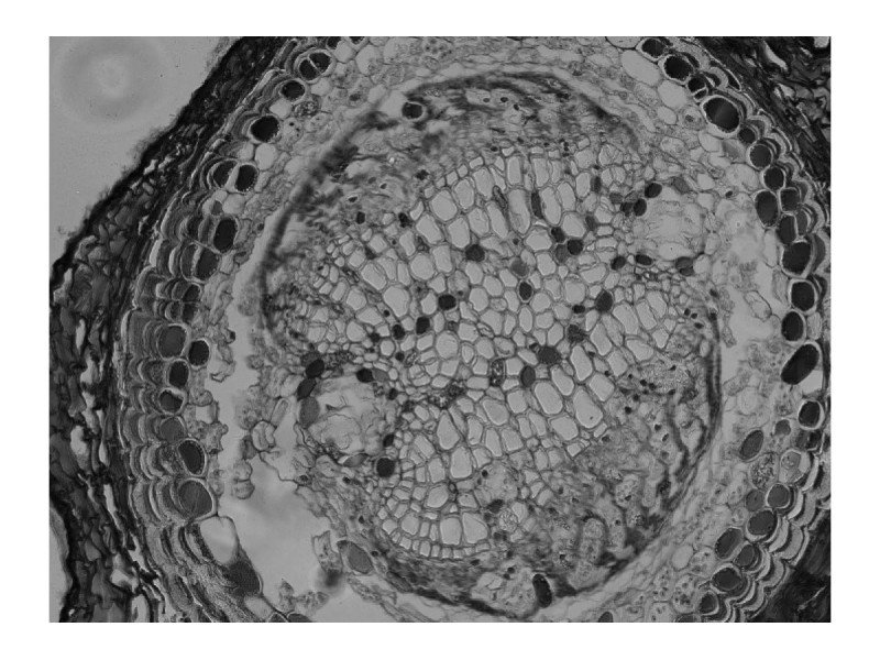 Thermo Invitrogen EVOS M5000 Phase Contrast Fluorescence Microscope Imaging System Thermo Invitrogen EVOS M5000 Phase Contrast Fluorescence Microscope Imaging System
