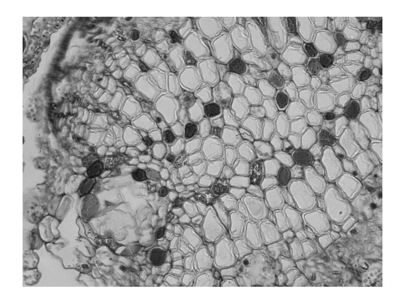 Thermo Invitrogen EVOS M5000 Phase Contrast Fluorescence Microscope Imaging System Thermo Invitrogen EVOS M5000 Phase Contrast Fluorescence Microscope Imaging System
