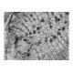 Thermo Invitrogen EVOS M5000 Phase Contrast Fluorescence Microscope Imaging System Thermo Invitrogen EVOS M5000 Phase Contrast Fluorescence Microscope Imaging System