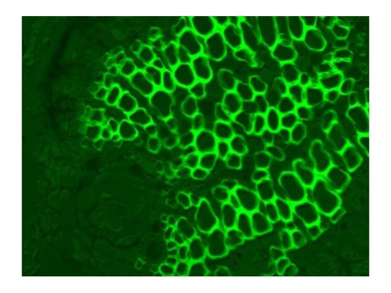 Thermo Invitrogen EVOS M5000 Phase Contrast Fluorescence Microscope Imaging System Thermo Invitrogen EVOS M5000 Phase Contrast Fluorescence Microscope Imaging System