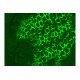 Thermo Invitrogen EVOS M5000 Phase Contrast Fluorescence Microscope Imaging System Thermo Invitrogen EVOS M5000 Phase Contrast Fluorescence Microscope Imaging System