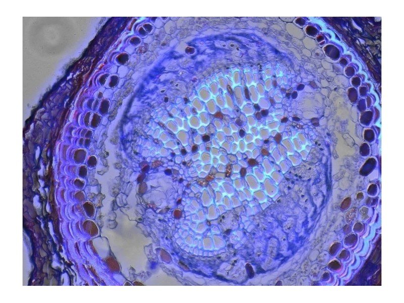 Thermo Invitrogen EVOS M5000 Phase Contrast Fluorescence Microscope Imaging System Thermo Invitrogen EVOS M5000 Phase Contrast Fluorescence Microscope Imaging System