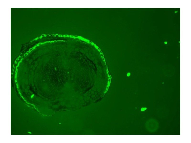 Thermo Invitrogen EVOS M5000 Phase Contrast Fluorescence Microscope Imaging System Unit 2 Thermo Invitrogen EVOS M5000 Phase Contrast Fluorescence Microscope Imaging System Unit 2