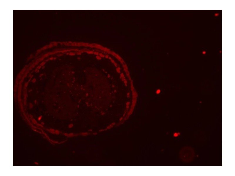 Thermo Invitrogen EVOS M5000 Phase Contrast Fluorescence Microscope Imaging System Unit 2 Thermo Invitrogen EVOS M5000 Phase Contrast Fluorescence Microscope Imaging System Unit 2