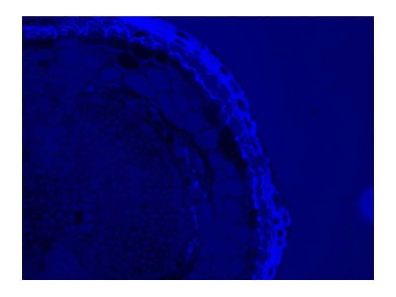 Thermo Invitrogen EVOS M5000 Phase Contrast Fluorescence Microscope Imaging System Unit 2 Thermo Invitrogen EVOS M5000 Phase Contrast Fluorescence Microscope Imaging System Unit 2