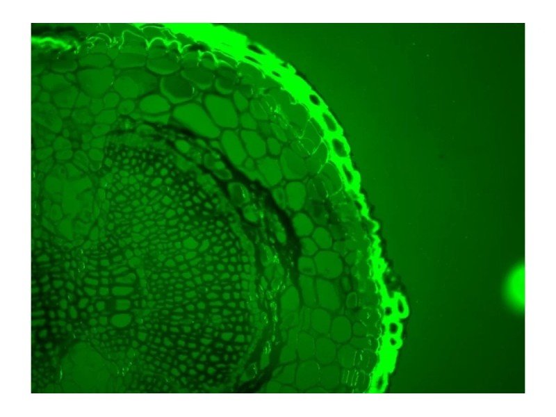 Thermo Invitrogen EVOS M5000 Phase Contrast Fluorescence Microscope Imaging System Unit 2 Thermo Invitrogen EVOS M5000 Phase Contrast Fluorescence Microscope Imaging System Unit 2