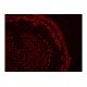 Thermo Invitrogen EVOS M5000 Phase Contrast Fluorescence Microscope Imaging System Unit 2 Thermo Invitrogen EVOS M5000 Phase Contrast Fluorescence Microscope Imaging System Unit 2